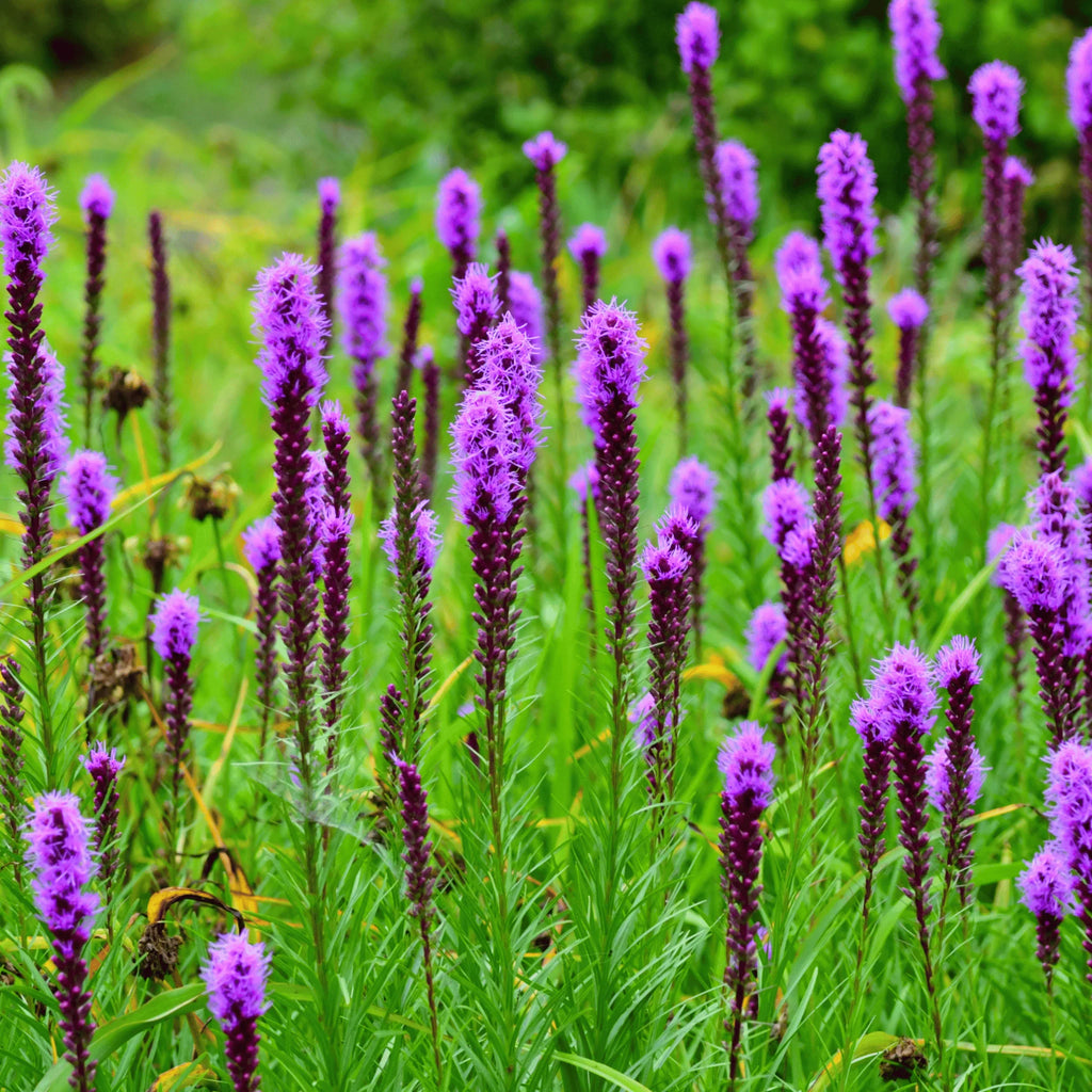 Prairie Blazing Star – 50 Seeds