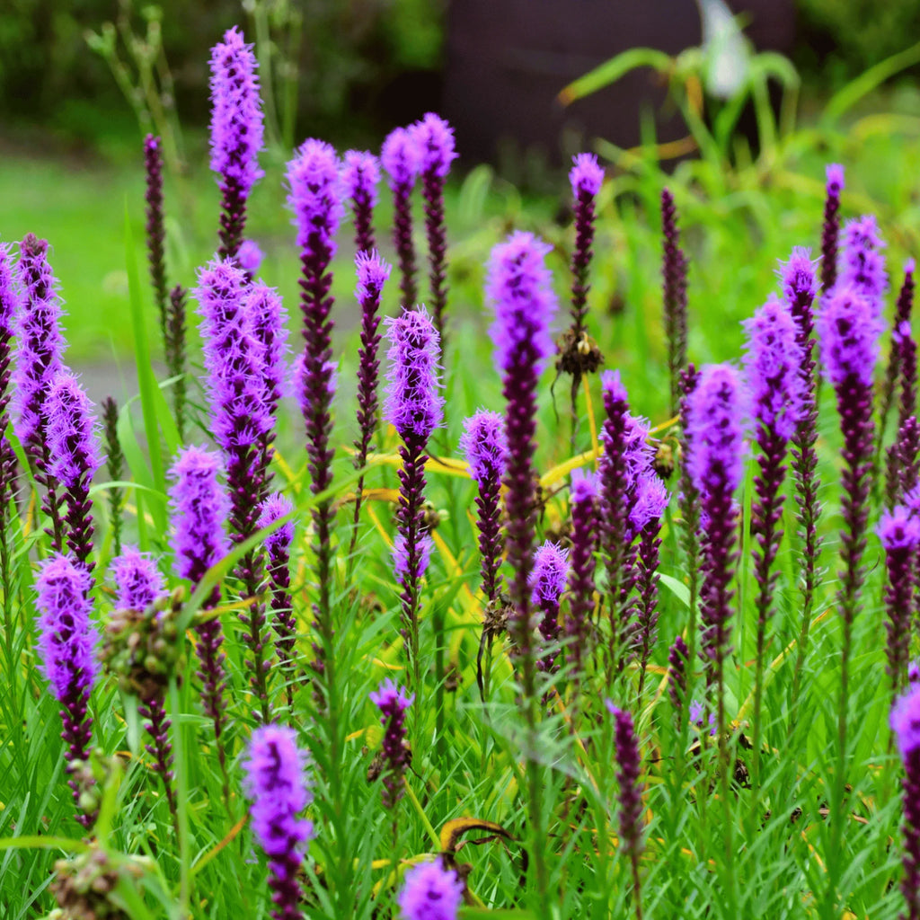 Prairie Blazing Star – 50 Seeds