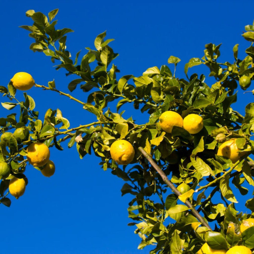 Eureka Lemon Tree