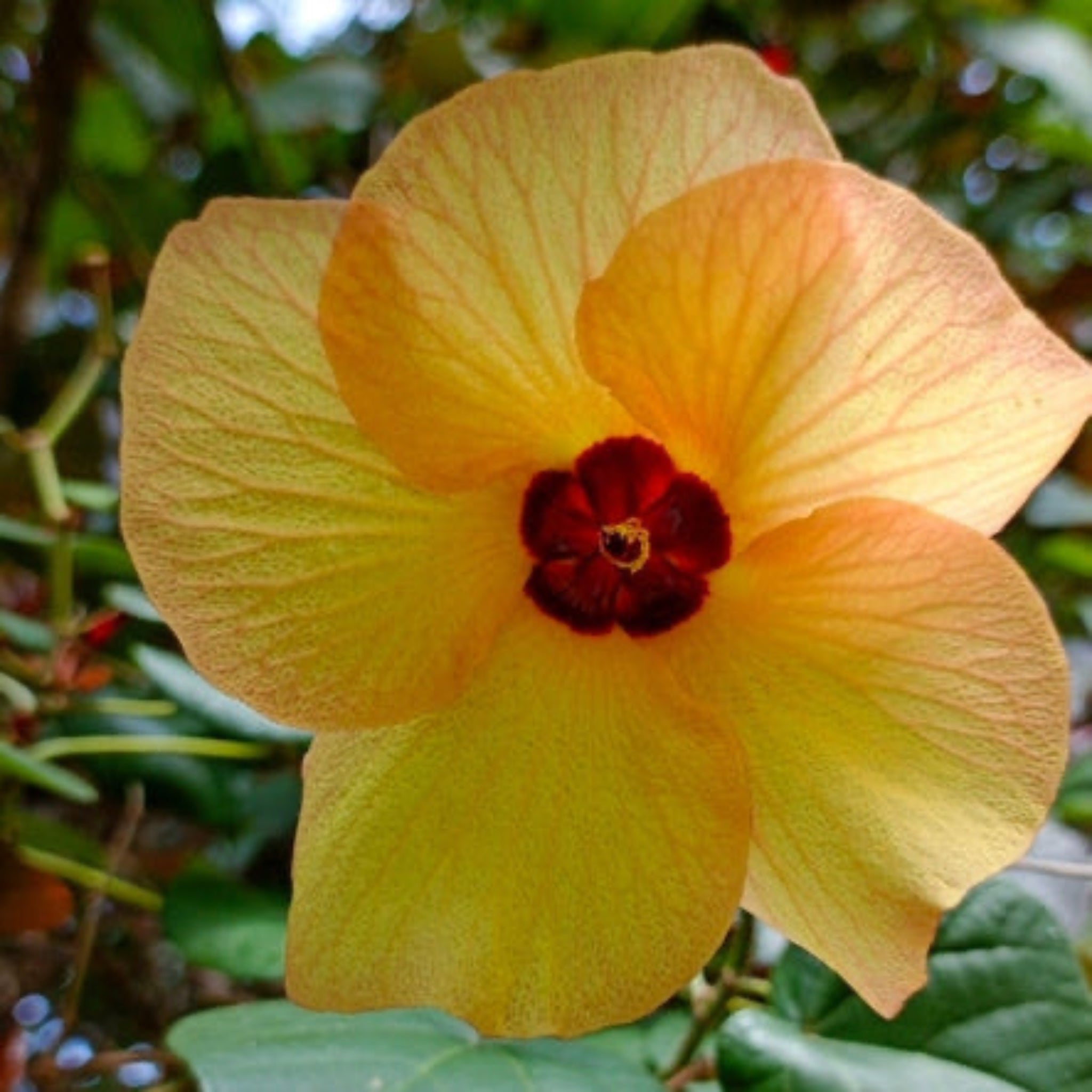 Variegated Hibiscus Tiliaceus