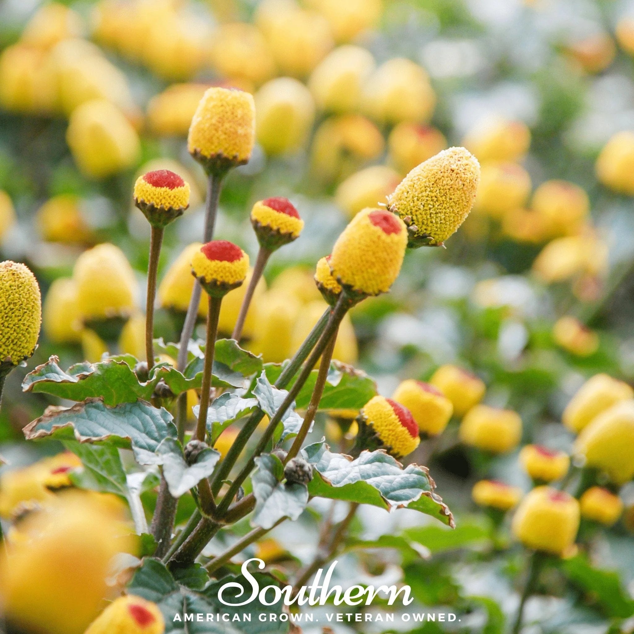 Toothache Plant – 50 Seeds