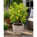 Harvey Lemon Tree (FL)