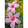 Sun Parasol® Original XP Bluephoria™ Mandevilla