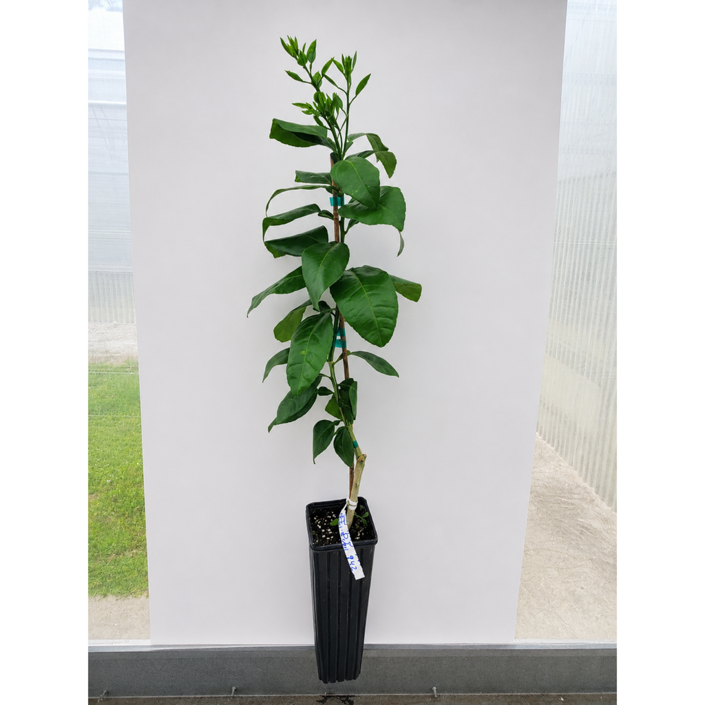 Ray Ruby Grapefruit Tree (FL)
