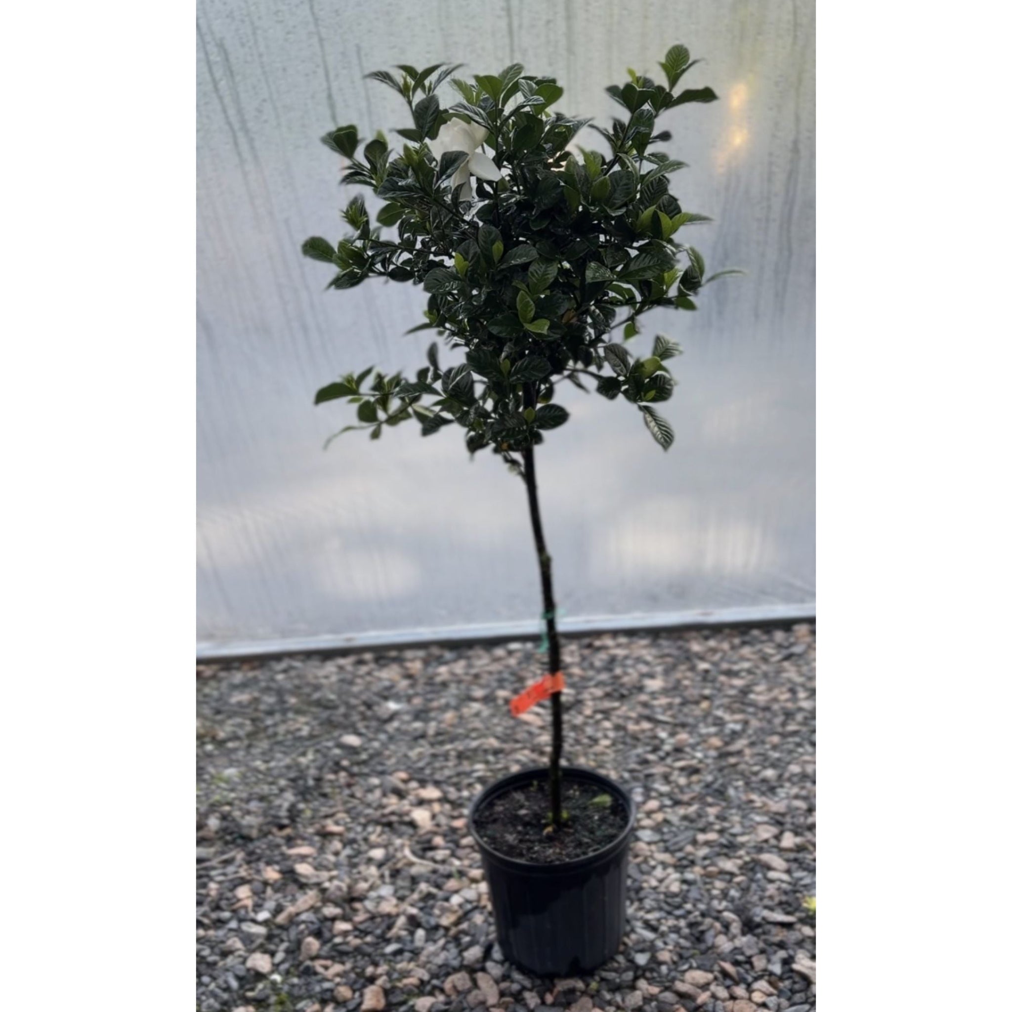 Gardenia Tree
