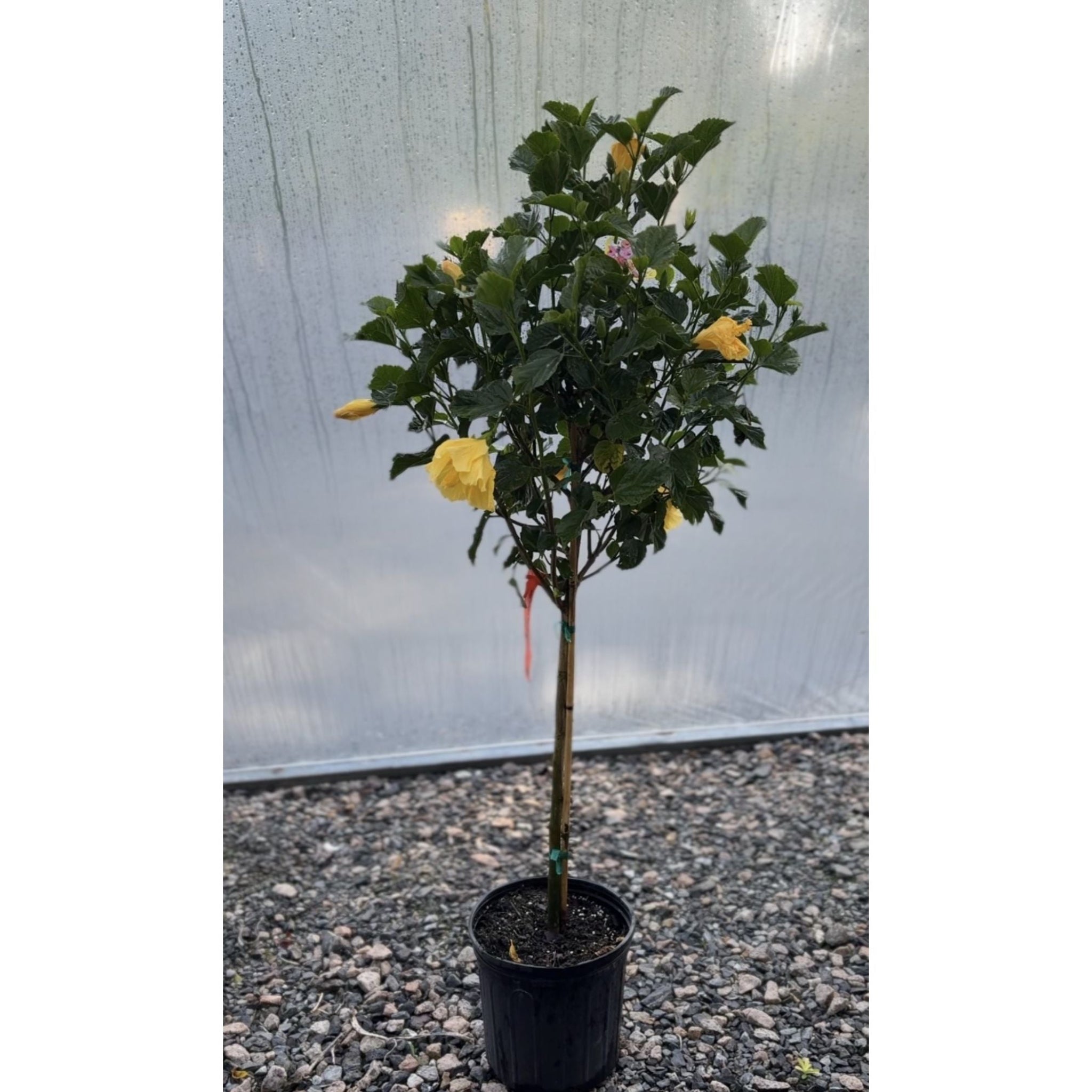 Hibiscus Tree